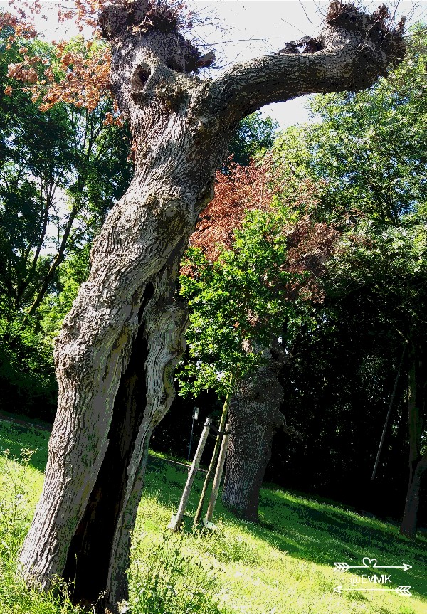 knotwilgen kasteelweg-van bronkhorstlaan Obbicht by EvMK